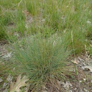 Festuca trachyphylla